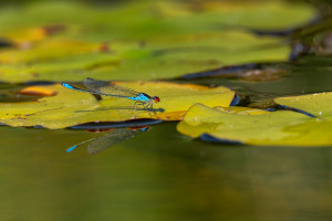 erythromma viridulum naiade au corps vert male erythromma viridulum naiade au corps vert male