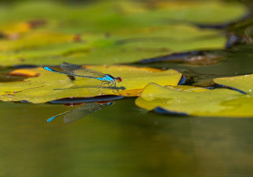 erythromma viridulum naiade au corps vert male erythromma viridulum naiade au corps vert male