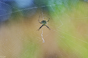 argiope lobata argiope lobee 10 dxo argiope lobata argiope lobee 10 dxo
