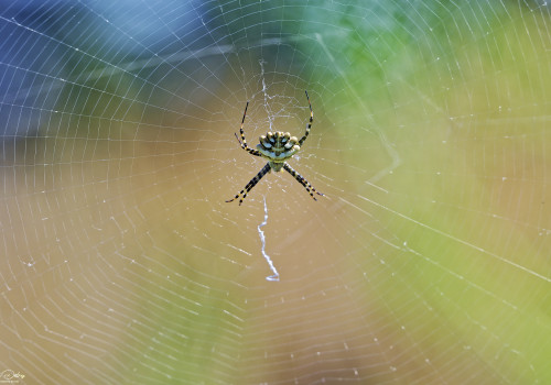 argiope lobata argiope lobee 10 dxo argiope lobata argiope lobee 10 dxo