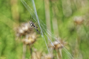 argiope lobata argiope lobee 14 dxo argiope lobata argiope lobee 14 dxo
