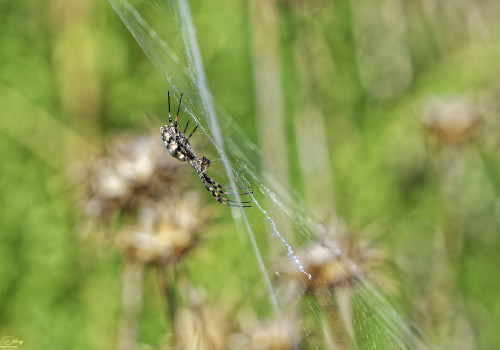 argiope lobata argiope lobee 14 dxo argiope lobata argiope lobee 14 dxo