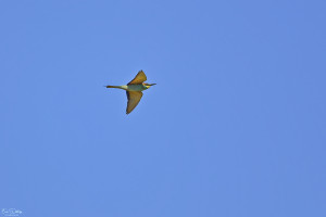 merops apiaster guepier d europe 30 dxo merops apiaster guepier d europe 30 dxo