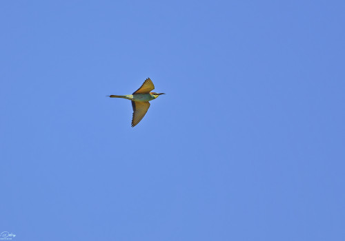 merops apiaster guepier d europe 30 dxo merops apiaster guepier d europe 30 dxo
