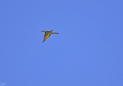 merops apiaster guepier d europe 49 dxo merops apiaster guepier d europe 49 dxo