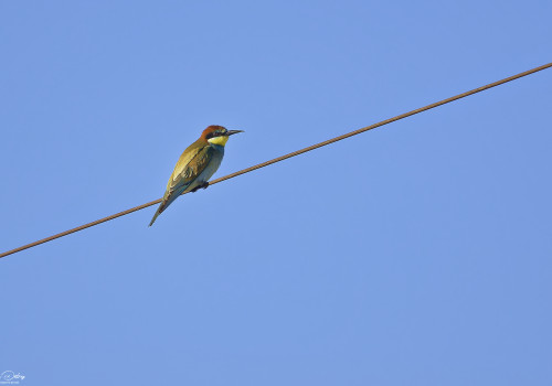 merops apiaster guepier d europe 53 dxo merops apiaster guepier d europe 53 dxo