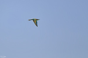 merops apiaster guepier d europe 74 dxo merops apiaster guepier d europe 74 dxo