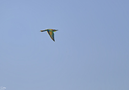 merops apiaster guepier d europe 74 dxo merops apiaster guepier d europe 74 dxo