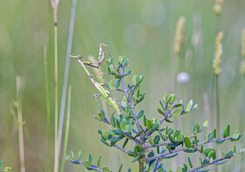 empusa pennata empuse 15 dxo empusa pennata empuse 15 dxo