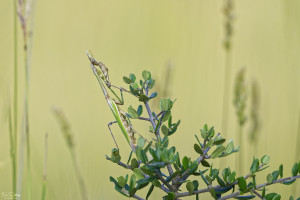 empusa pennata empuse 31 dxo empusa pennata empuse 31 dxo