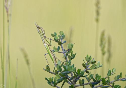 empusa pennata empuse 31 dxo empusa pennata empuse 31 dxo
