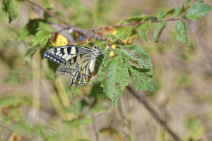papilio machaon grand porte queue 10 dxo papilio machaon grand porte queue 10 dxo