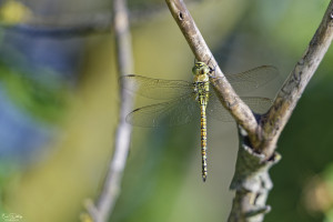 aeshna affinis aeschne affine male 24 dxo aeshna affinis aeschne affine male 24 dxo