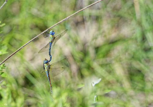 aeshna affinis aeschne affine tandem 11 dxo deepprime xd3 dxo aeshna affinis aeschne affine tandem 11 dxo deepprime xd3 dxo