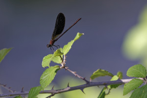 calopteryx haemorrhoidalis calopteryx haemorrhoidal male 11 dxo calopteryx haemorrhoidalis calopteryx haemorrhoidal male 11 dxo