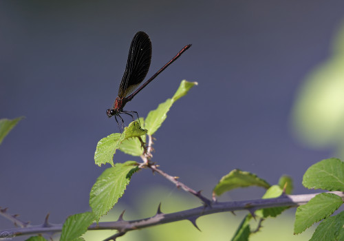 calopteryx haemorrhoidalis calopteryx haemorrhoidal male 11 dxo calopteryx haemorrhoidalis calopteryx haemorrhoidal male 11 dxo