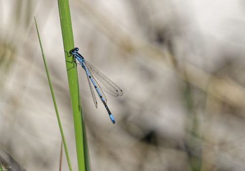 coenagrion puella agrion jouvencelle male 10 2 dxo coenagrion puella agrion jouvencelle male 10 2 dxo