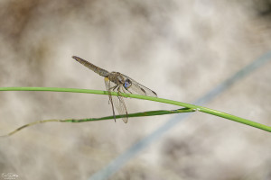 crocothemis erythraea libellule ecarlate femelle 11 dxo crocothemis erythraea libellule ecarlate femelle 11 dxo