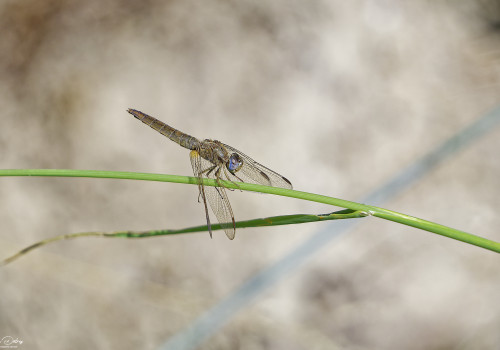 crocothemis erythraea libellule ecarlate femelle 11 dxo crocothemis erythraea libellule ecarlate femelle 11 dxo