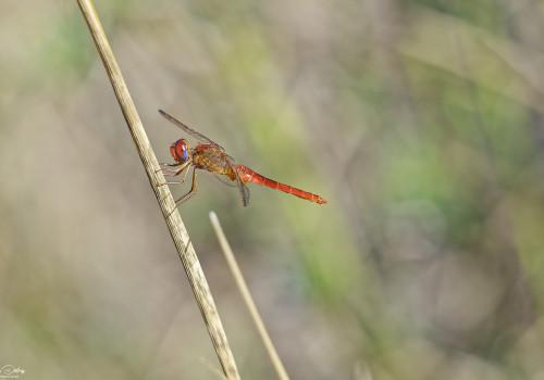 crocothemis erythraea libellule ecarlate male 10 dxo crocothemis erythraea libellule ecarlate male 10 dxo