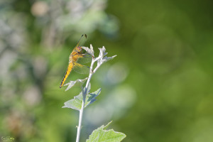 libellula fulva libellule fauve femelle 11 dxo libellula fulva libellule fauve femelle 11 dxo