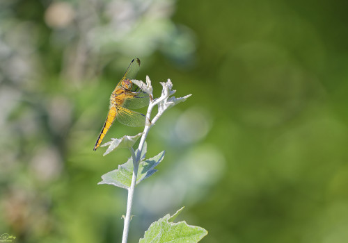 libellula fulva libellule fauve femelle 11 dxo libellula fulva libellule fauve femelle 11 dxo
