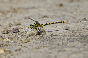 onychogomphus uncatus gomphe a crochets femelle 11 dxo onychogomphus uncatus gomphe a crochets femelle 11 dxo