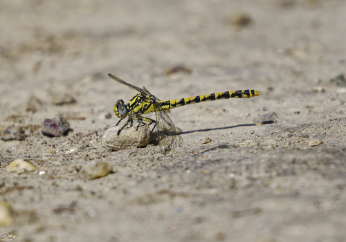 onychogomphus uncatus gomphe a crochets femelle 11 dxo onychogomphus uncatus gomphe a crochets femelle 11 dxo