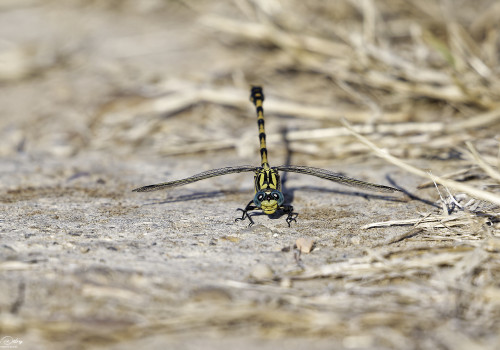 onychogomphus uncatus gomphe a crochets male 13 dxo onychogomphus uncatus gomphe a crochets male 13 dxo