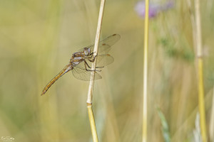 orthetrum brunneum orthetrum brun male 13 dxo orthetrum brunneum orthetrum brun male 13 dxo