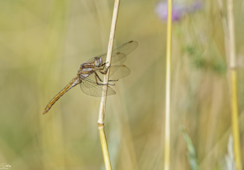 orthetrum brunneum orthetrum brun male 13 dxo orthetrum brunneum orthetrum brun male 13 dxo