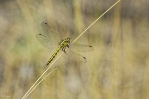 orthetrum cancellatum orthetrum reticule femelle 11 dxo orthetrum cancellatum orthetrum reticule femelle 11 dxo