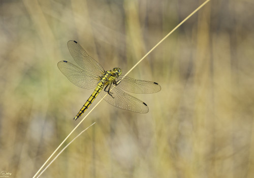 orthetrum cancellatum orthetrum reticule femelle 11 dxo orthetrum cancellatum orthetrum reticule femelle 11 dxo