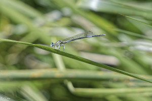 platycnemis latipes agrion blanchatre male 12 dxo platycnemis latipes agrion blanchatre male 12 dxo