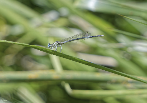 platycnemis latipes agrion blanchatre male 12 dxo platycnemis latipes agrion blanchatre male 12 dxo