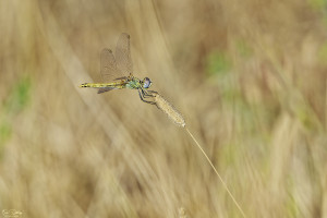 sympetrum fonscolombii sympetrum a nervures rouges femelle 18 dxo sympetrum fonscolombii sympetrum a nervures rouges femelle 18 dxo