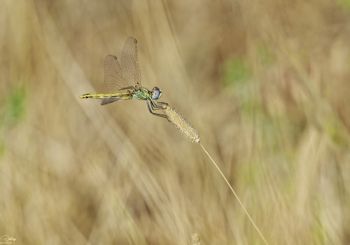 sympetrum fonscolombii sympetrum a nervures rouges femelle 18 dxo sympetrum fonscolombii sympetrum a nervures rouges femelle 18 dxo
