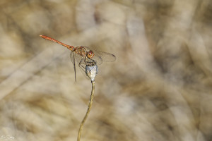 sympetrum meridionale sympetrum meridional male 11 dxo sympetrum meridionale sympetrum meridional male 11 dxo