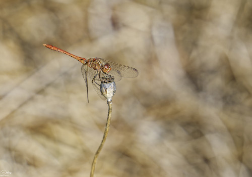 sympetrum meridionale sympetrum meridional male 11 dxo sympetrum meridionale sympetrum meridional male 11 dxo