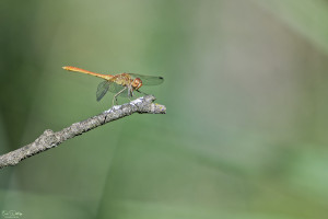 sympetrum meridionale sympetrum meridional male 14 dxo sympetrum meridionale sympetrum meridional male 14 dxo