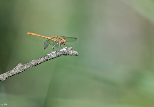 sympetrum meridionale sympetrum meridional male 14 dxo sympetrum meridionale sympetrum meridional male 14 dxo