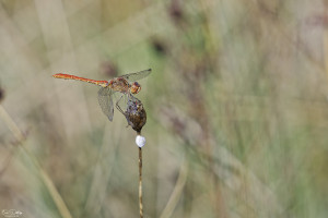 sympetrum meridionale sympetrum meridional male 23 dxo sympetrum meridionale sympetrum meridional male 23 dxo
