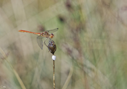 sympetrum meridionale sympetrum meridional male 23 dxo sympetrum meridionale sympetrum meridional male 23 dxo