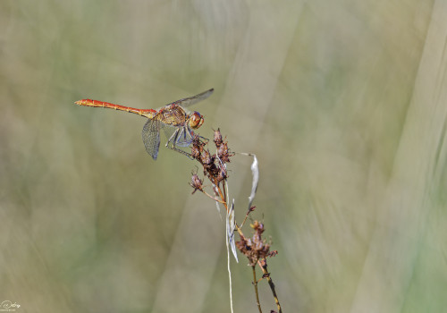 sympetrum meridionale sympetrum meridional male 25 dxo sympetrum meridionale sympetrum meridional male 25 dxo