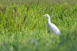 bubulcus ibis heron garde boeufs 12 dxo bubulcus ibis heron garde boeufs 12 dxo