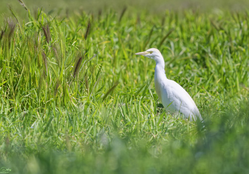 bubulcus ibis heron garde boeufs 12 dxo bubulcus ibis heron garde boeufs 12 dxo