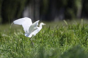 bubulcus ibis heron garde boeufs 15 dxo bubulcus ibis heron garde boeufs 15 dxo