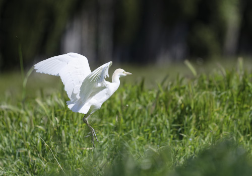 bubulcus ibis heron garde boeufs 15 dxo bubulcus ibis heron garde boeufs 15 dxo