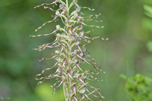 himantoglossum hircinum 12 dxo himantoglossum hircinum 12 dxo
