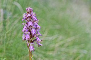 himantoglossum robertianum 11 dxo himantoglossum robertianum 11 dxo